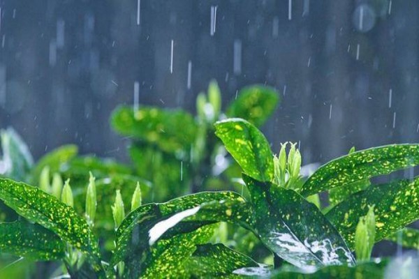 conew_timg (1).jpg conew_timg (1).jpg